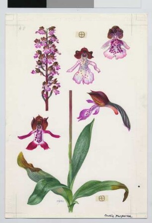 Korallenwurz / Corallorhiza trifida Chatel
