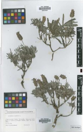 Lavandula dentata L.