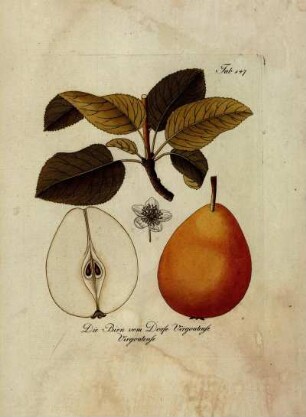 Tab. 147. Die Birn vom Dorfe Virgouleuse [...]