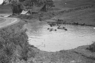 Badende Büffel im Teich : Büffel in einem Teich badend