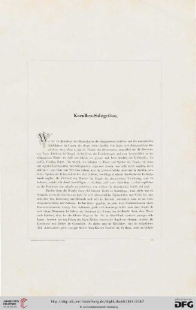 Korallen - Salzgefäss