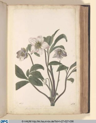 Helleborns niger, flore roseo.