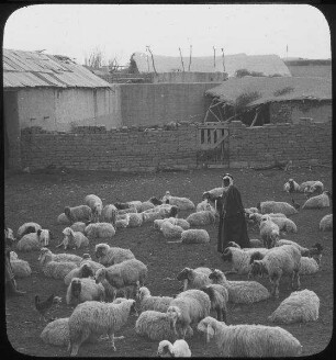 Sheepfold [Schafstall, Palästina]