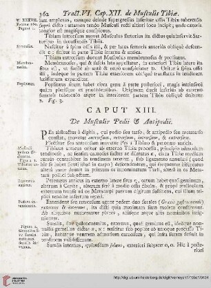 Caput XIII: De Musculis Pedii et Antipedii