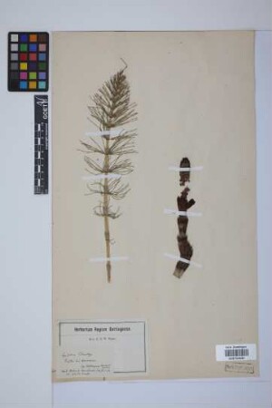 Equisetum telmateia telmateia Ehrh.