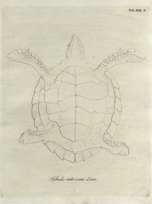 Tab. XVIII. B. Testudo imbricata Linn.