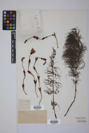 Equisetum sylvaticum L.