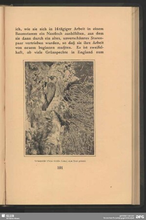 Grünspecht, Picus viridis, Linn., zum Nest gehend