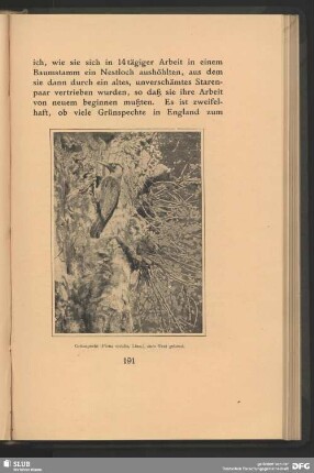 Grünspecht, Picus viridis, Linn., zum Nest gehend
