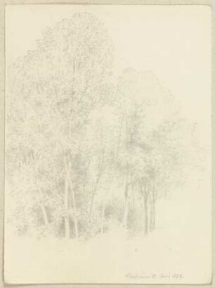 Waldpartie bei Bad Nauheim