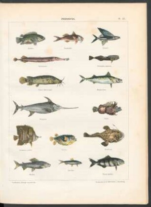 Tafel 25. Poissons.