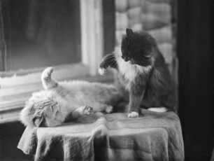 Zwei Katzen auf einem Tisch : Zwei spielende Katzen auf einem Tisch, wohl im Haus der Fotografin