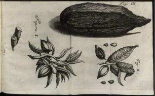 Fig. I. - Fig. III.