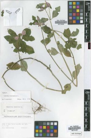 Euphorbia maculata L.