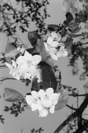 Halle. Obstbaumblüte beim Porzellanwerk Lettin