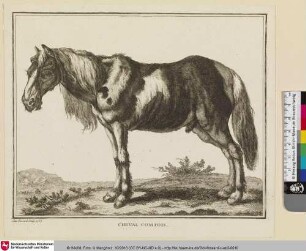 CHEVAL COMTOIS [Pferd aus der Franche-Comté]