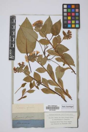 Pulmonaria officinalis