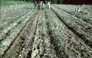 Fotografie: Kartoffel, Kartoffelroder, Ernteverfahren