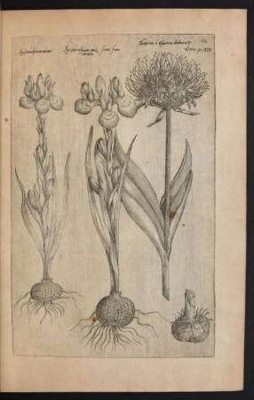 Taf. 62. [Sisyrinchium]