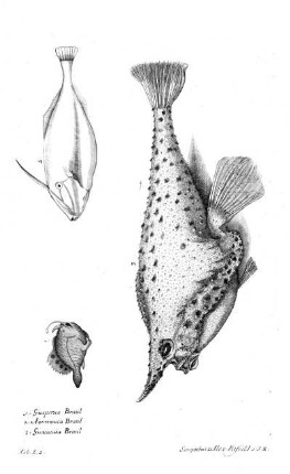 Tab E2