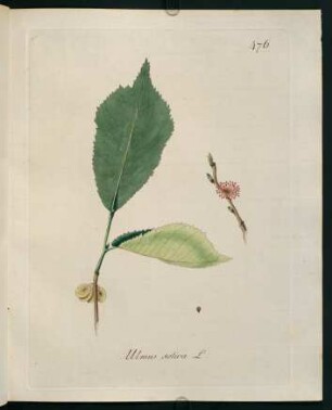 Ulmus sativa L.