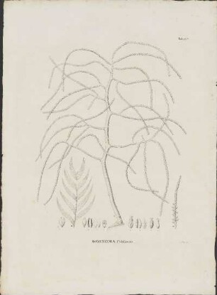 Tab. 6A. Geonoma Pohliana