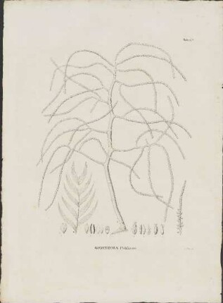 Tab. 6A. Geonoma Pohliana