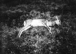 Antilope : Tote männliche Antilope