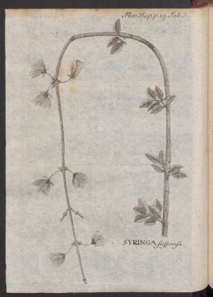 Syringa suspensa