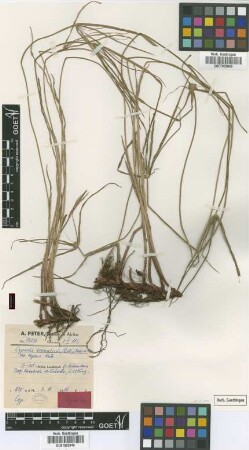 Cyperus aromaticus (Ridl.) Mattf. & Kük. var. repens Kük.[type]