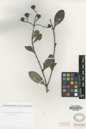 Ferdinandea stellata Griseb.