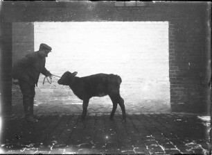 Landshorthorn, Rind, weiblich