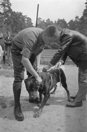 Ankörung der Rüden beim Verein der Hundefreunde e.V. Karlsruhe