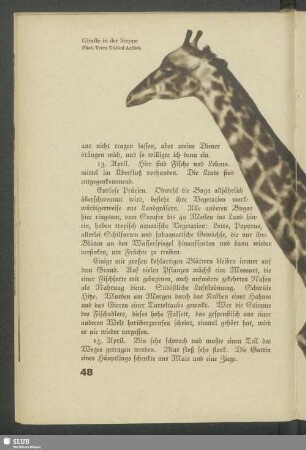 Giraffe in der Steppe