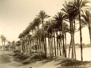 No. 360 Palmiers sur les bords du Nil