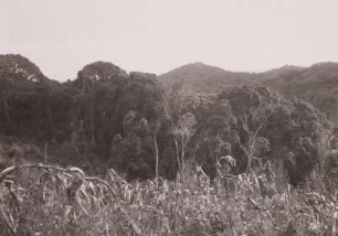 Urwald bei Lupembe : Tanganyika Territory (heute: Tansania). Urwald bei Lupembe, Ubenaland, nordöstlich des Njassasees, 1936