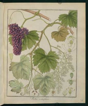 36r, Vitis vinifera