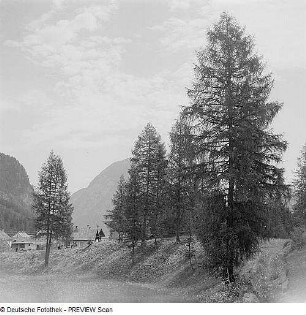 Bäume in einem Tal (in den Alpen?)