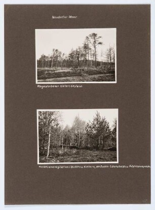Referenzmappe 3/17 des Fotografen Walter Möbius : Mappenblatt 85 mit zwei Fotografien (Neudorfer Moor (Flachmoor) bei Wittichenau)