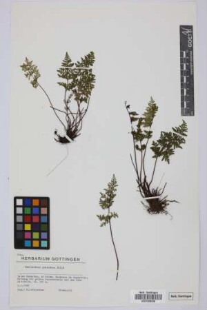 Cheilanthes guanchica Bolle