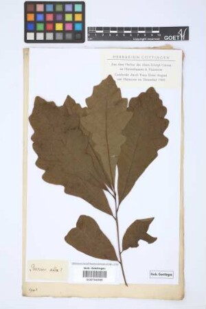 Quercus alba L.