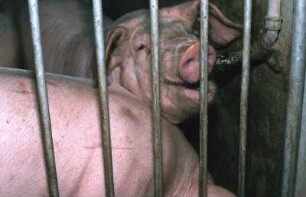 Fotografie: Nippeltränke, Schweinehaltung