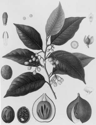 Muskatnuss (Myristica fragrans), farbig : Geographie | Wirtschaftsgeographie | Zucker-, Gewürz- und Getränke liefernde Pflanzen | Gewürzplanzen (Muskatnuß, Zimt, Vanille)