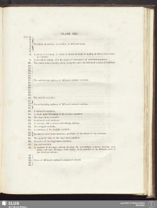 Plate XIII