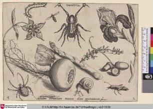 [Insekten, Pflanzen und Früchte mit Tarantula im Zentrum]