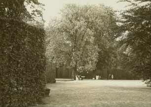 Dresden-Pillnitz. Schlosspark Pillnitz. Heckengarten