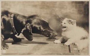 Hund und Katze : Dackel und Angorakätzchen aus der Tierhaltung der Fotografin. Bromsilberpapier, braun getont