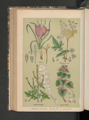 Medical Plants. Plate No.1.