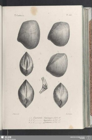 Pl. 265