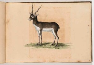 Hirschziegenantilope, im Klebeband "Gemahlte Wilde Thiere"